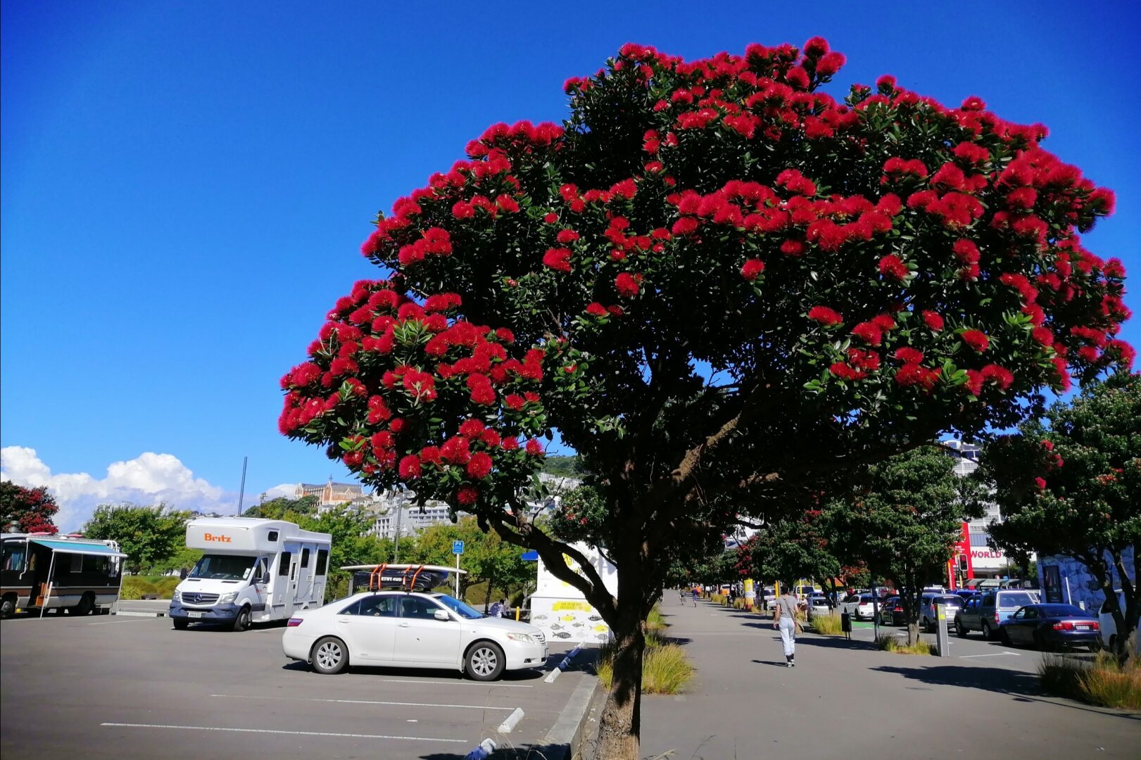 Small pōhutukawa with view of the Monastery on Mt Vic in Wellington