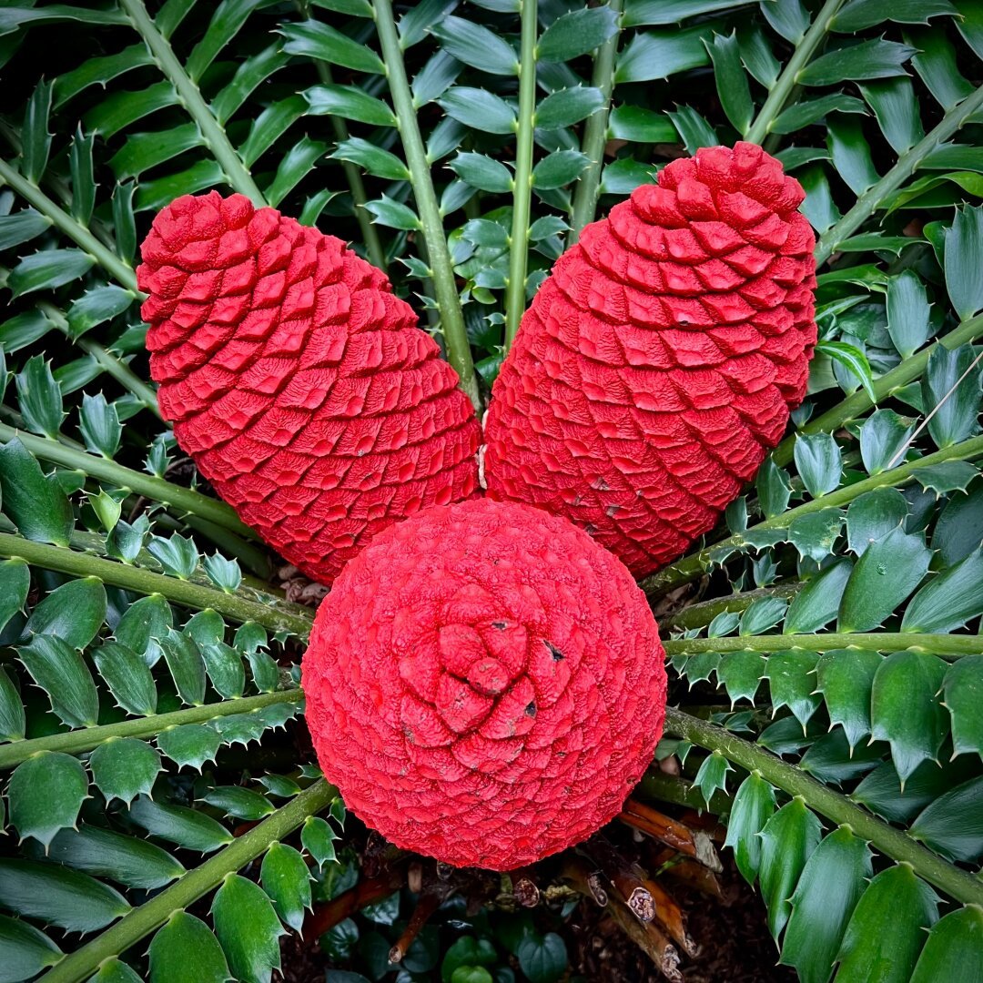 Red cones inside tropical flower