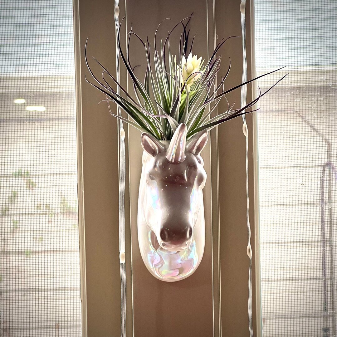 Flowering airplant inside an iridescent unicorn planter