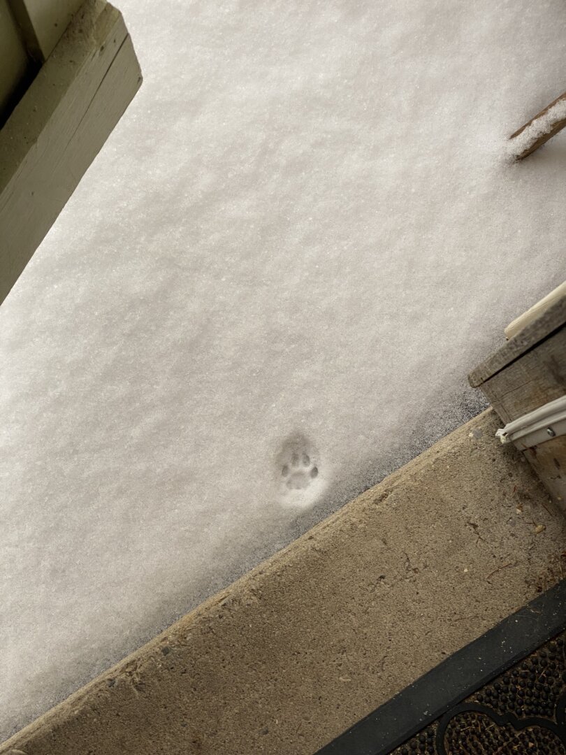 Looking down from the threshold of the open back door. A single paw print is visible in the snow.