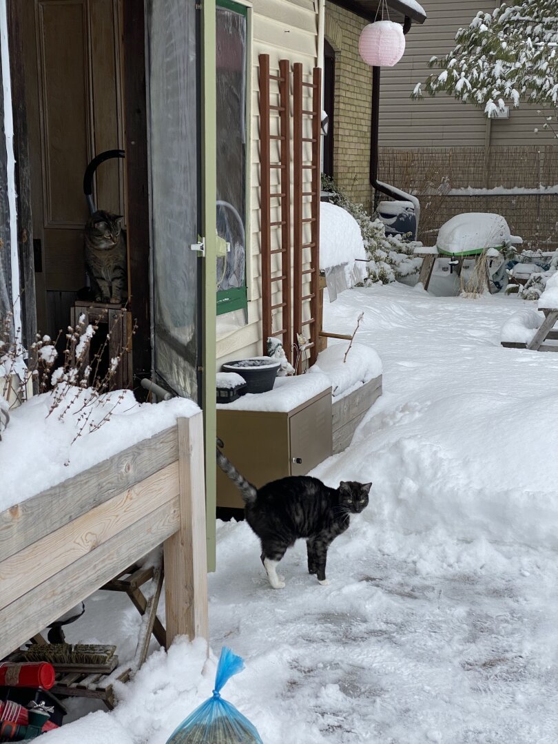A smaller smoky grey cat stands in the same clearer area. His tail, paws and back are all arched upwards, as if he is trying to levitate above the ground to keep his little toe beans warm.