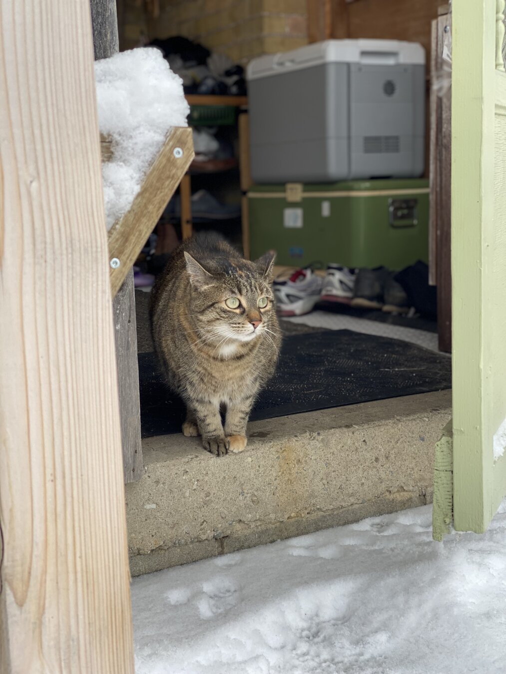 View looking towards the open back door from outside. A beautiful brown & orange tabby cat is gazing out, uncertain about whether she wishes to brave the snow.