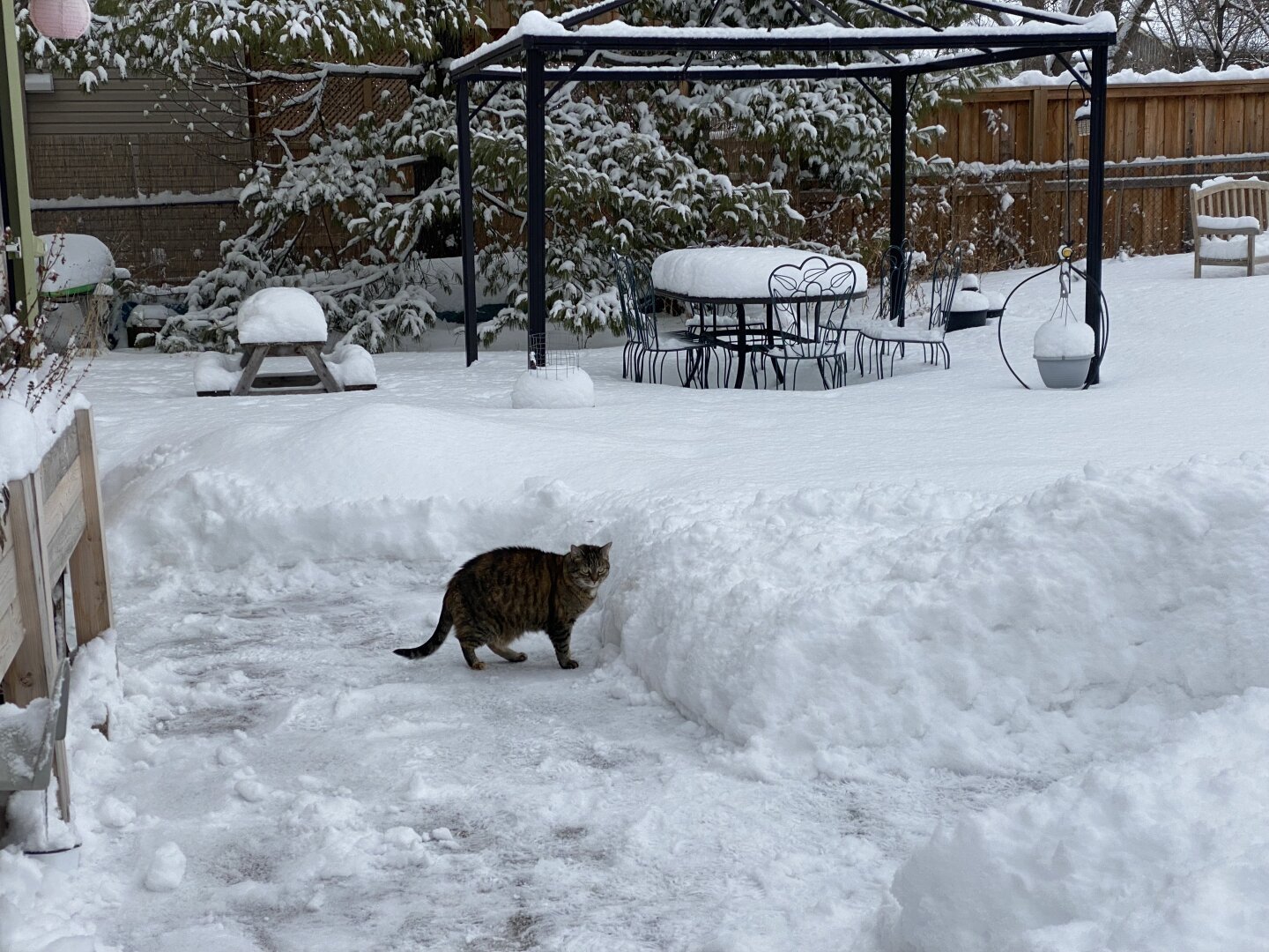 That same tabby cat stands outside in a cleared area. The snow is taller than she is, but she’s still thinking about it.