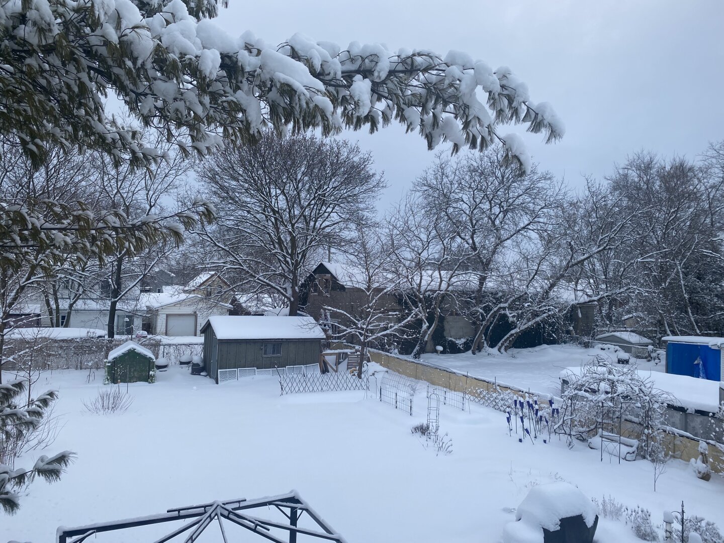 View from above of a back yard covered in a blanket of snow. A tall pine tree’s branches are weighed down with snow.