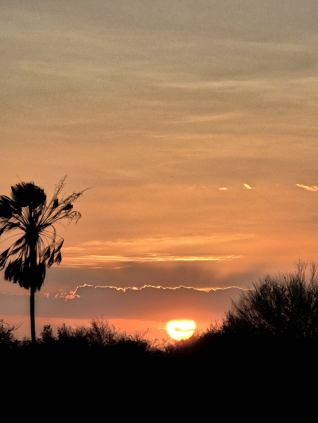 Sunset over a natural landscape featuring a carnauba tree. The sun is partially hidden behind a line of trees and bushes on the horizon, casting a strong golden light that colors the sky in warm shades of orange and yellow. On the left, a tall carnauba tree with windblown leaves stands in silhouette against the sky. Above, thin, soft clouds reflect the evening light, creating a calm and serene atmosphere.