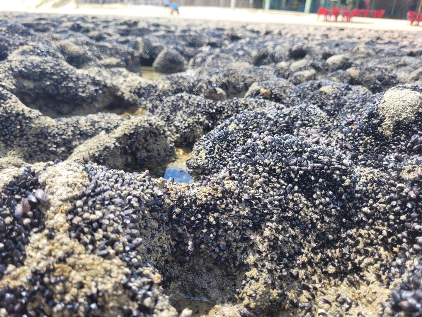 Close-up of an intertidal rock formation, dominated by a dense carpet of marine mussels.