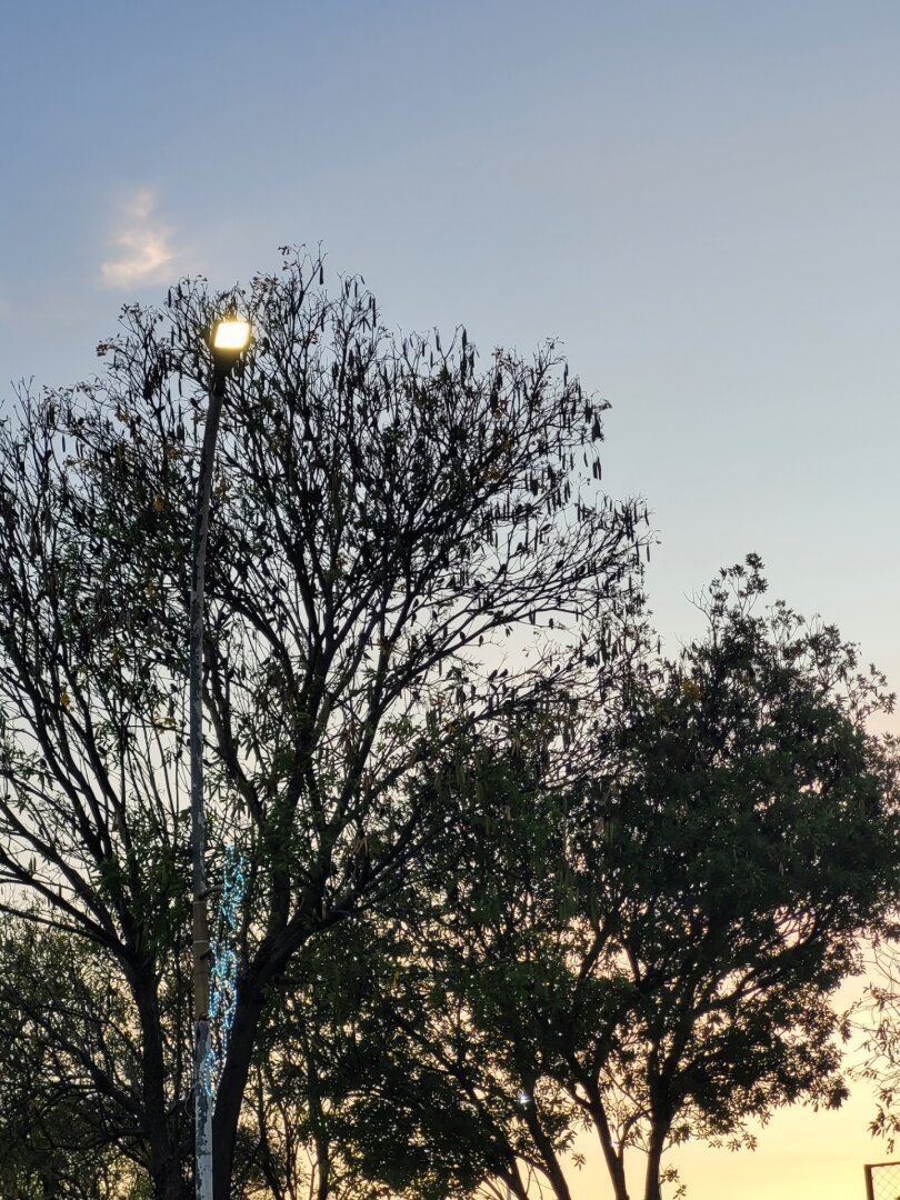 A silhouette photo of leafless trees with thin branches against a clear blue sky with white clouds. A light pole with a lit lamp illuminates the top part of the trees.