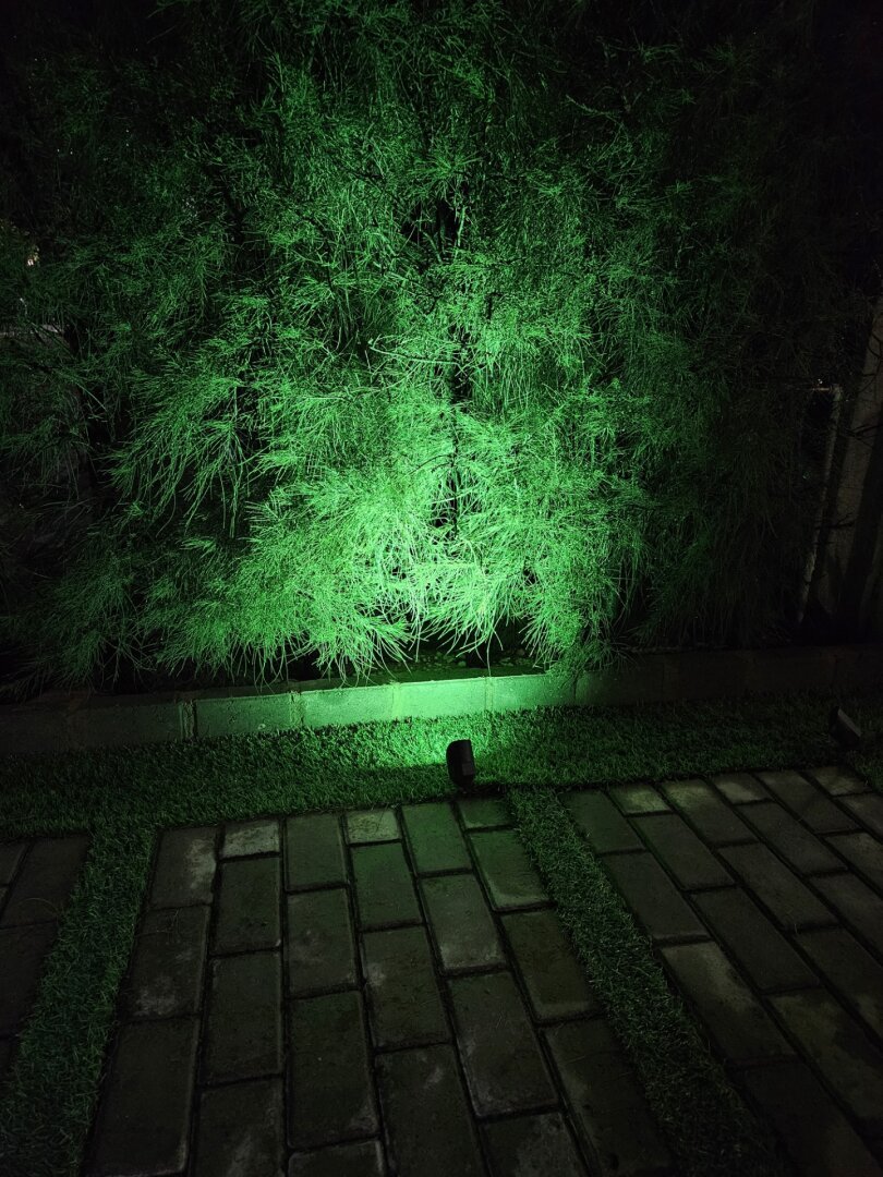 A hedge with thin, long leaves illuminated by an intense green light at night. The ground is made of bricks and there is grass between the bricks.