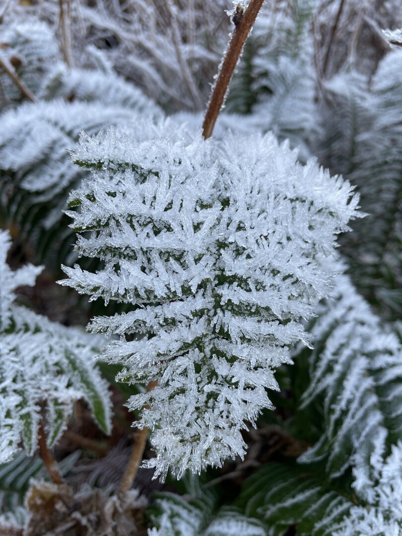 Fern covered in frost