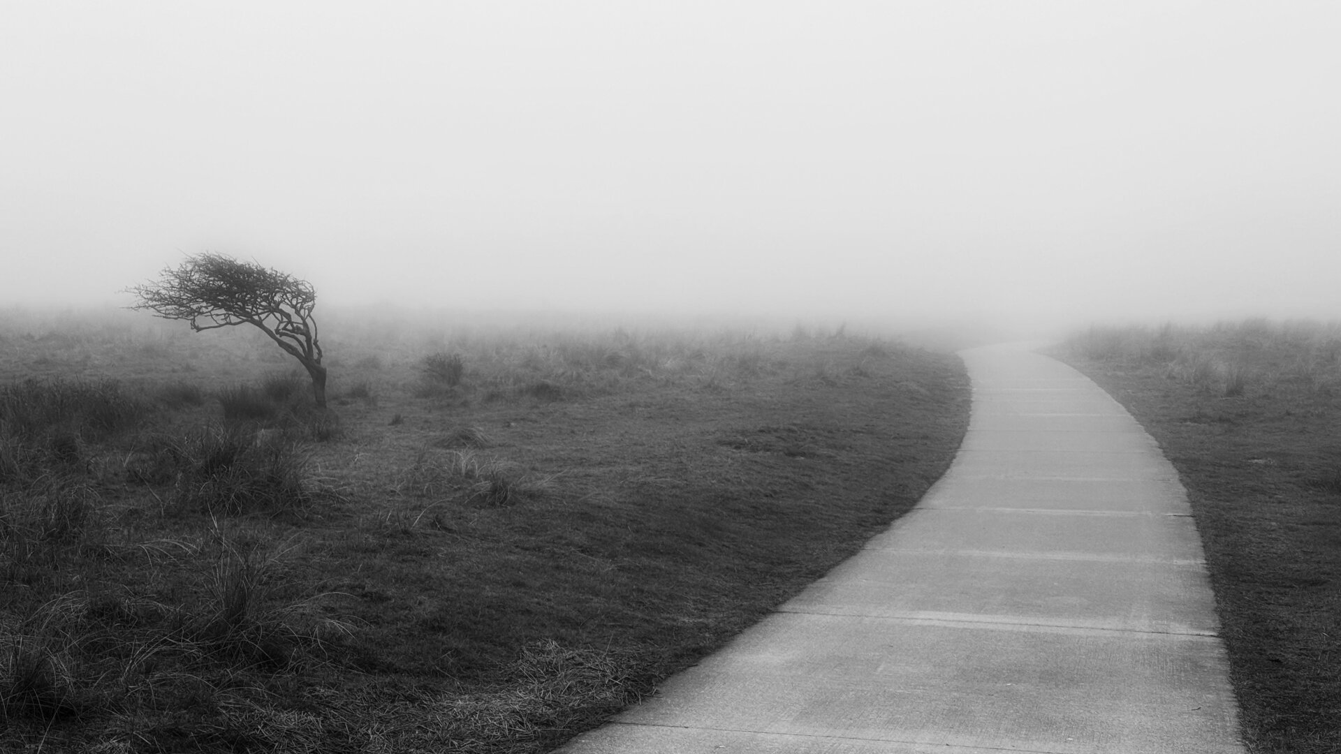 A bike path on the right half of the b/w photo leads to nowhere and hides in a massive sea fog. The path is surrounded by grass and little plants, on the left a single little leafless tree marked by countless storms looks lost in the vast landscape.