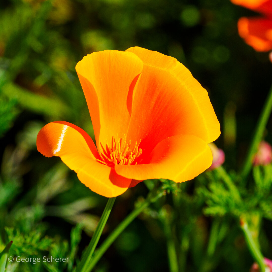 Close-up of a bright orange California Poppy flower, seen from above, against a background of out of focus green foliage.