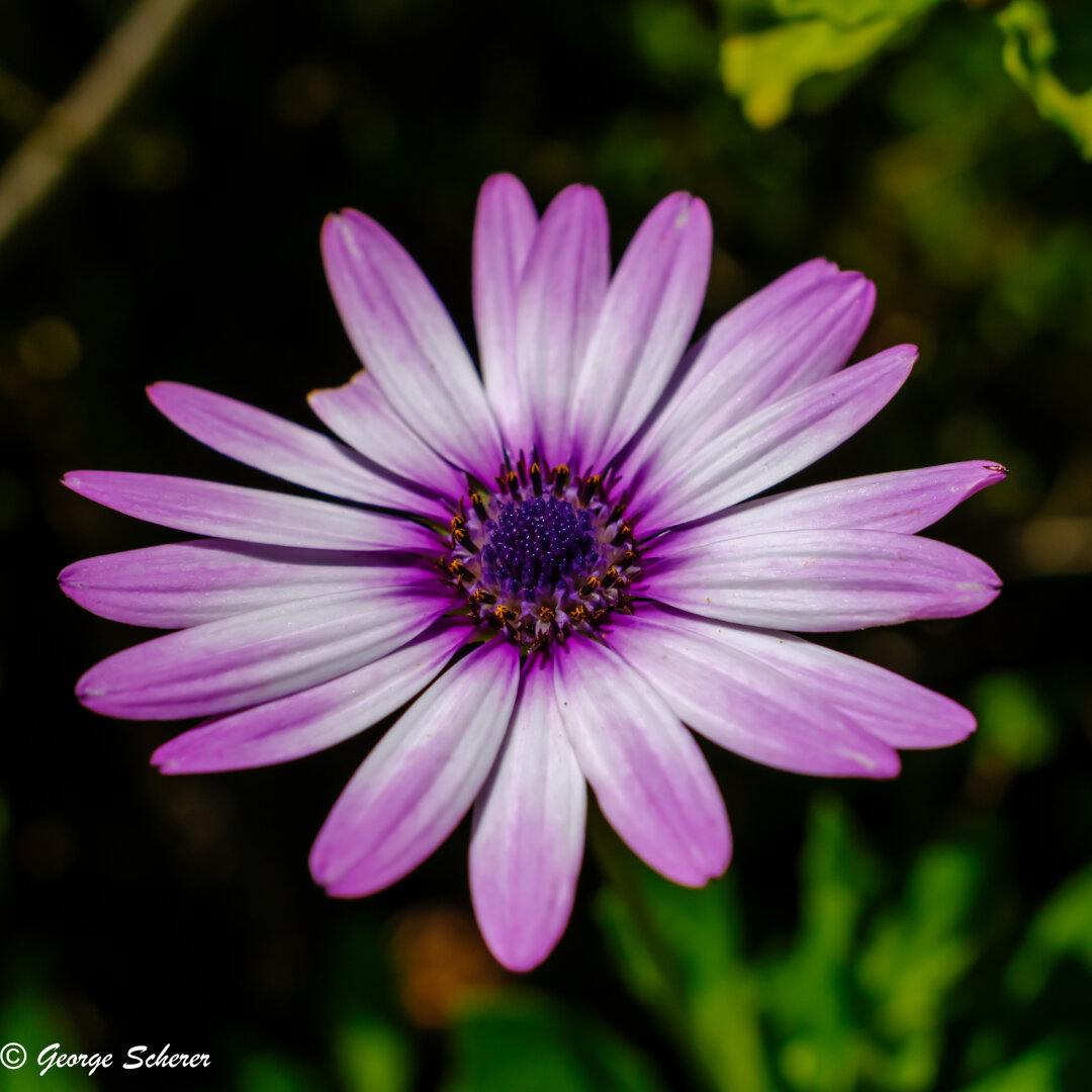 Close-up of an African Daisy, with a purple dark center, and white petals with streaks of pink and purple.