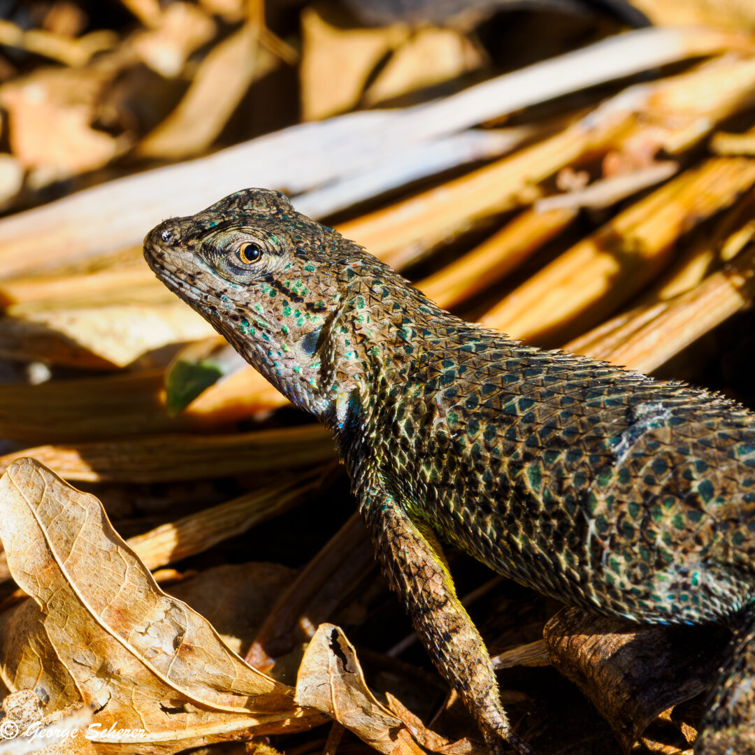 Close up of the front half of a Western Fence Lizard, seen from the side, looking back and towards the camera.  The lizard is standing on a bed of brown leaf litter.