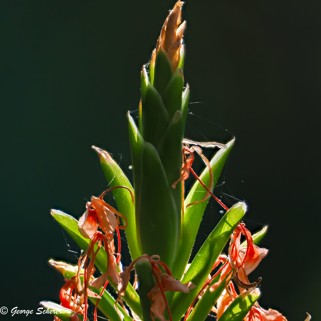 Close-up photo of strongly backlit bright green leaves around a central stem, with pink, wilted flowers.