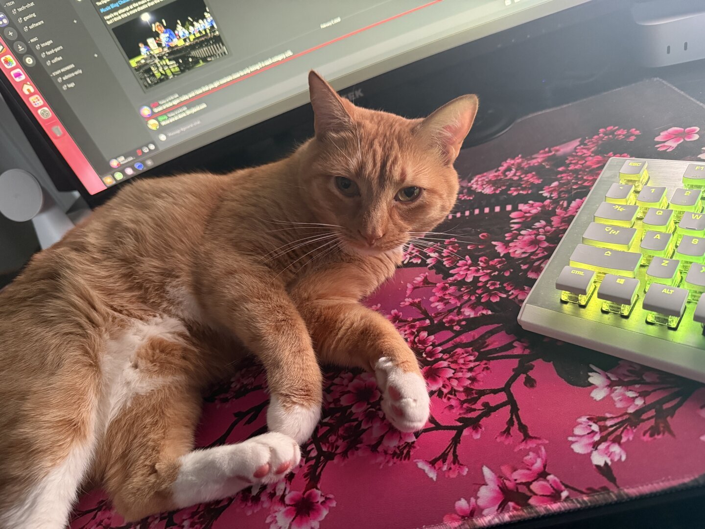 An orange tabby cat is lying on a pink cherry blossom-themed mousepad near a computer. The computer shows a video playing on the screen. The cat is lying on a pink floral mousepad. The keyboard is green and white. The keyboard has green light up keys.