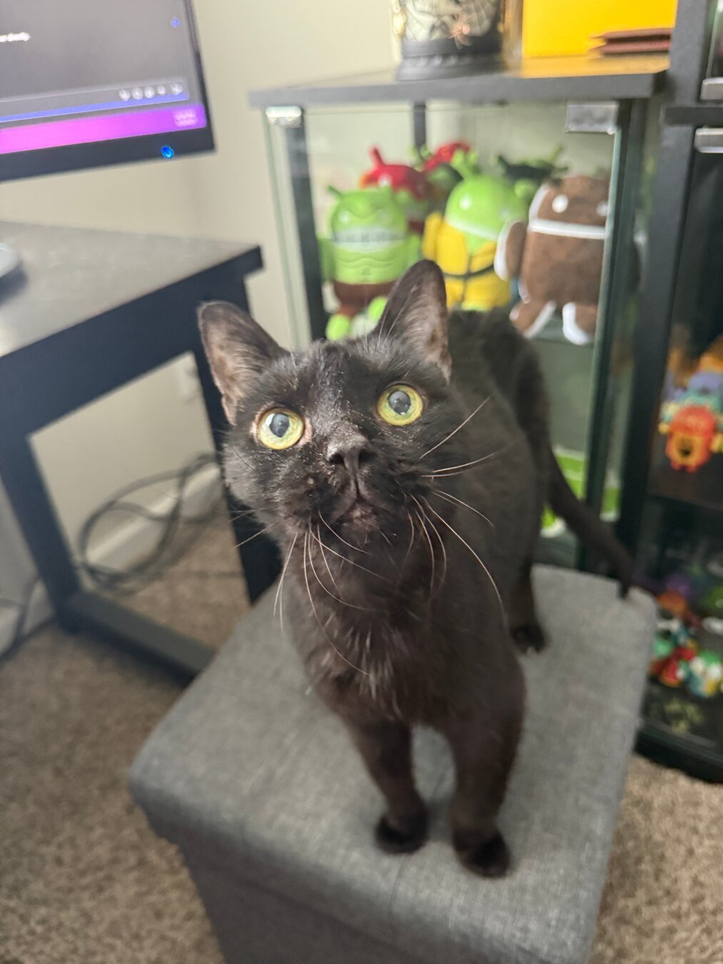 A black cat with bright yellow-green eyes stands on a gray fabric ottoman.  Behind the cat are two glass-fronted black shelves filled with various small collectible figurines, including several Android mascots. A computer monitor and a dark-colored desk are visible in the background.