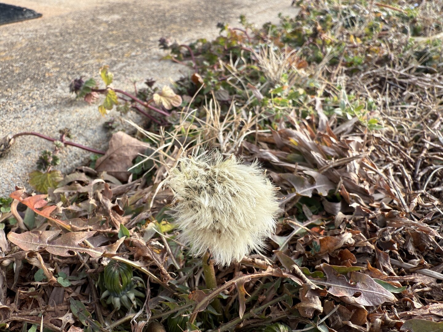 A white dandelion puff surrounded by dried leaves and grass on the ground.