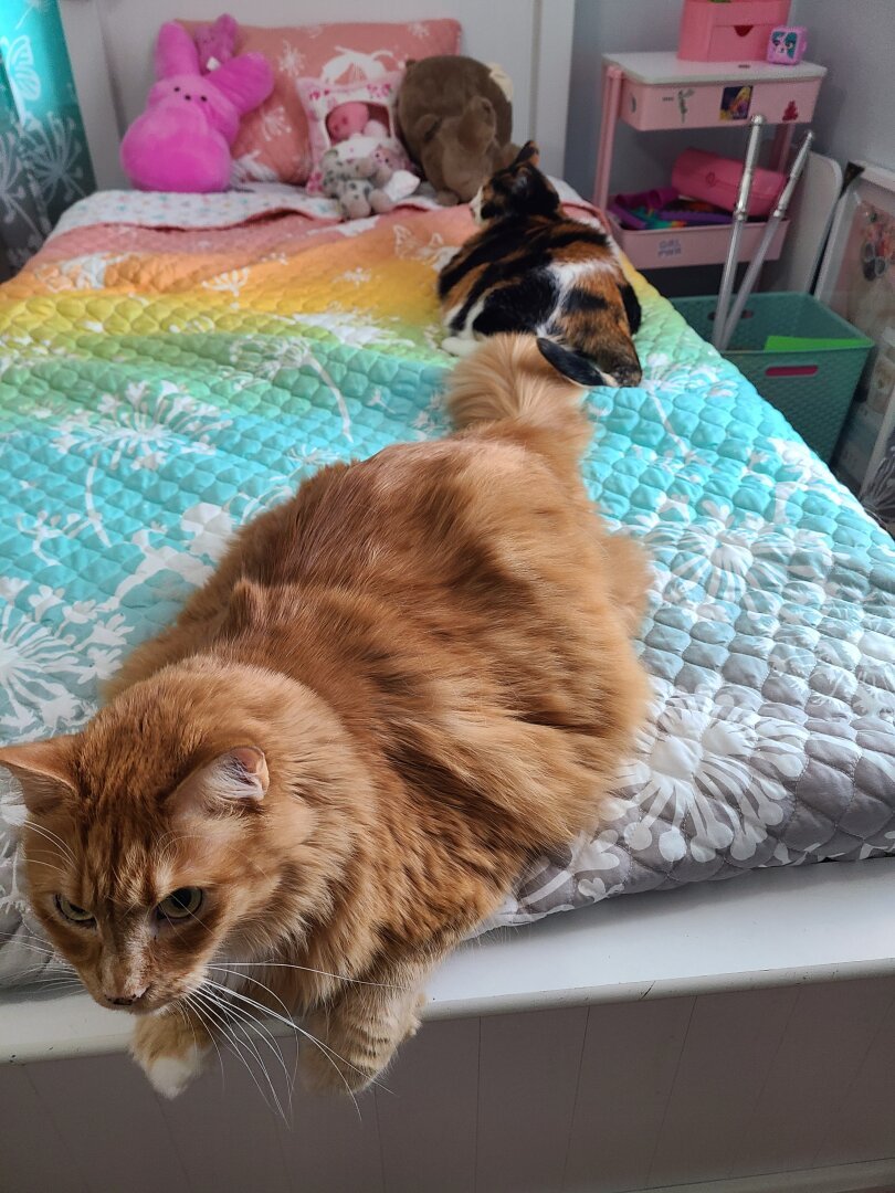 Photograph of two cats laying on a twin bed with ombre sheets that shift gradually across the rainbow of colors beginning near the headboard at pink and ending at purple. The cat laying about in the foreground is a pretty orange tabby cat. In the background, facing away from the camera, is a smaller calico cat.