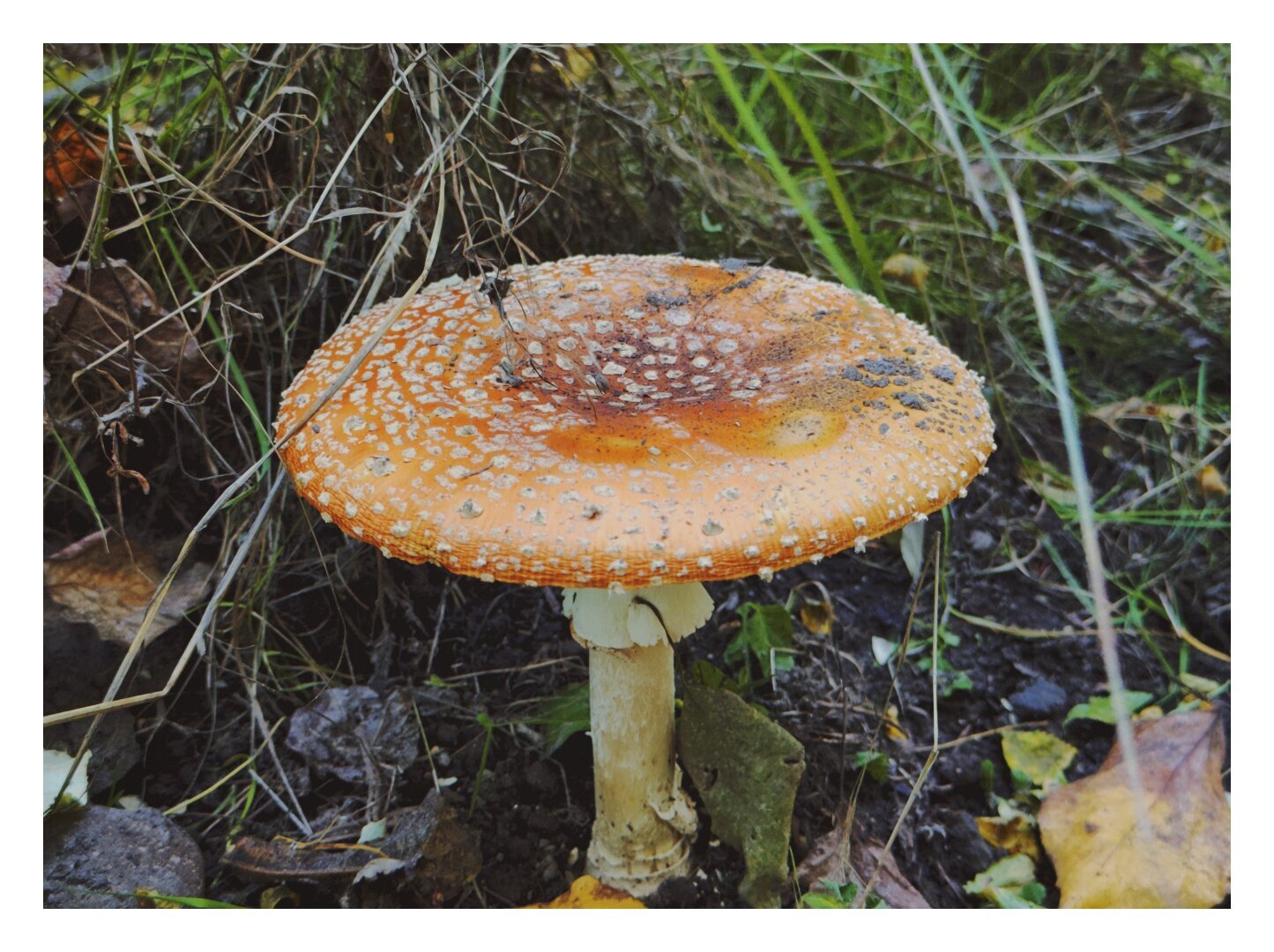 a wide mushroom that's kind of orange with white dots