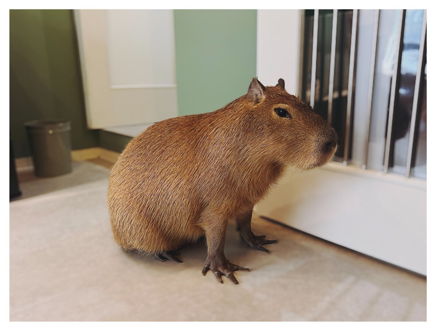 an extremely handsome capybara