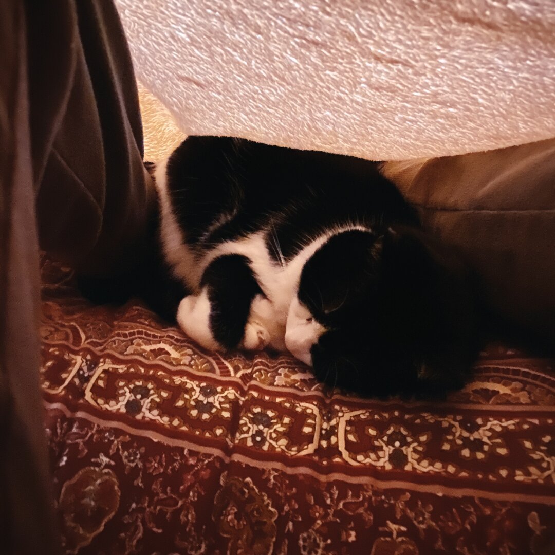 Cat sleeping under the blanket