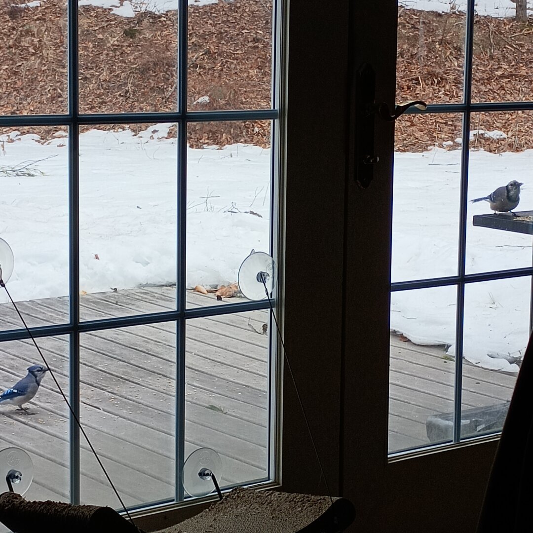 Two blue jays eat sunflower seeds on my deck. One eats seeds on the table and the other on the deck. I make several piles so the birds can share.