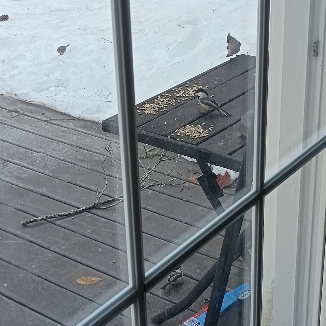 Two chickadees and a tufted titmouse eat sunflower seeds on my deck. In the background a song sparrow eats a seed. Just out of frame a squirrel is gobbling up seeds.