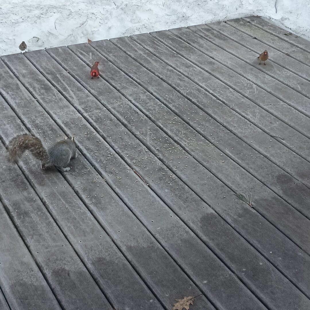 A song sparrow and a pair of cardinals tentatively search for sunflower seeds without getting too close to the squirrel also eating the seeds on my deck.