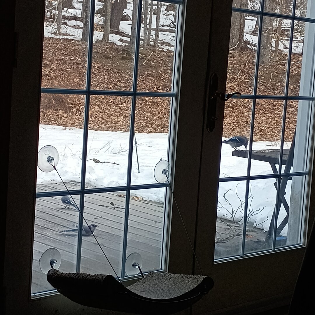 A group of blue jays eat sunflower seeds on my deck. Three jays are visible in the photo. Two are in the deck and the third is in the table. Two more jays are also feeding out of the frame.