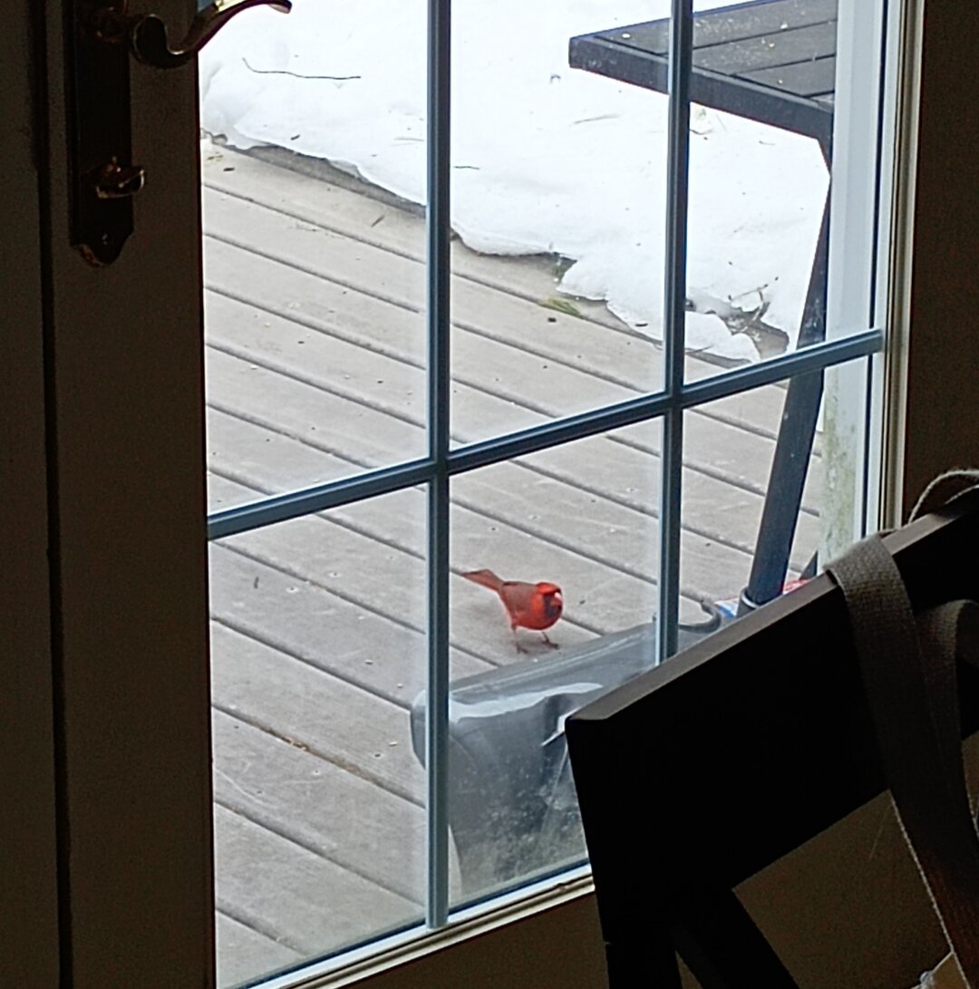 A male cardinal eats sunflower seeds that have fallen from the table on my deck.