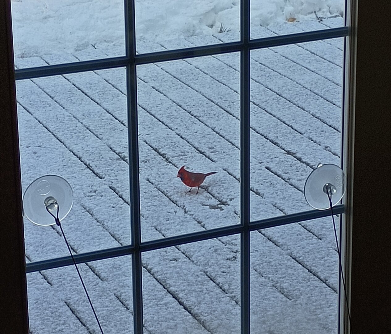 A cardinal looks for sunflower seeds in the snow on my deck. The bright red feathers stand out against the new snow.