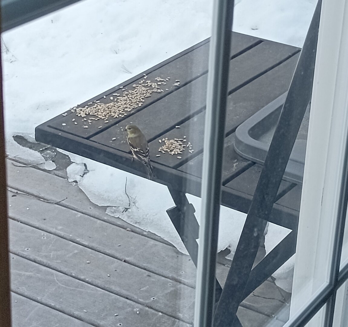 An American goldfinch eats sunflower seeds on a table on my deck. The goldfinches eat the seeds where they are rather than flying in for a seed and flying out to eat in the trees. They are undisturbed when the other birds land on the table to grab a seed. Breakfast is the most important meal of the day.