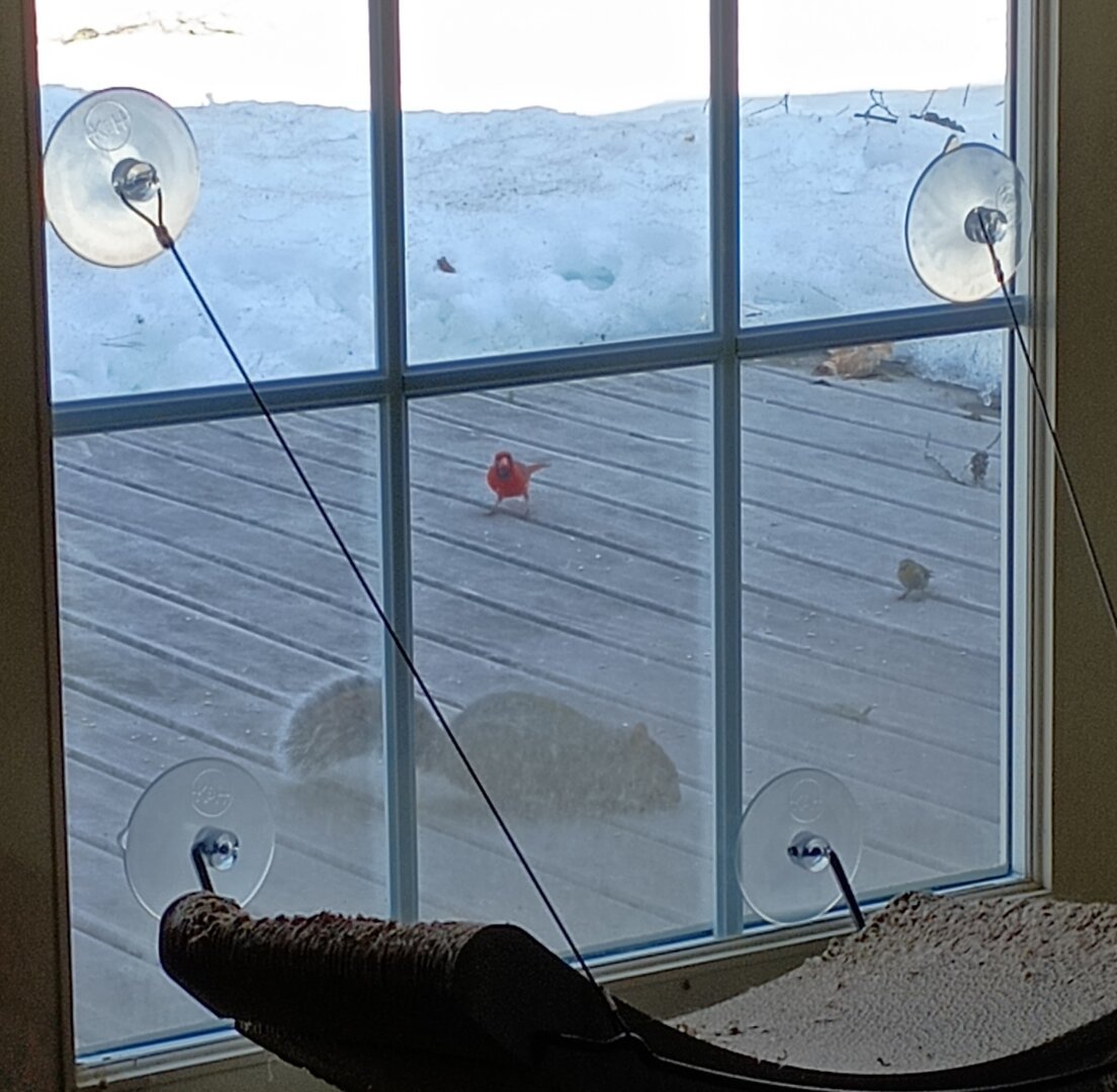 A cardinal, goldfinch, and squirrel eat sunflower seeds on my deck.