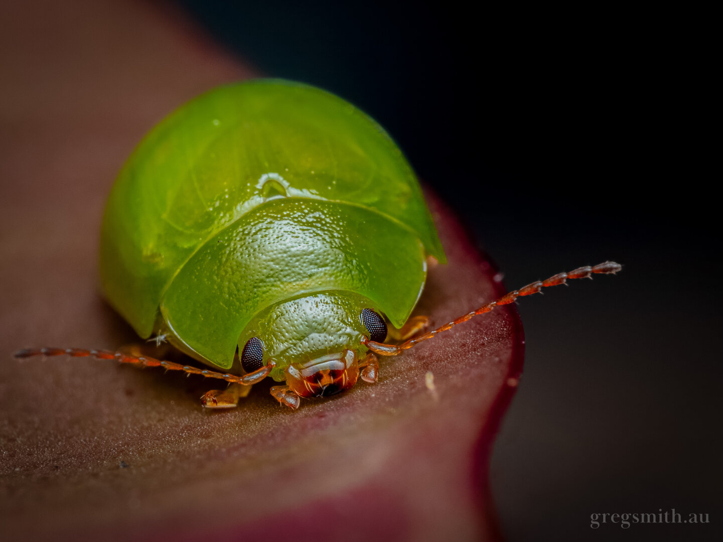 An adult lilly pilly leaf beetle, Paropsides calypso, on a red lilly pilly leaf.