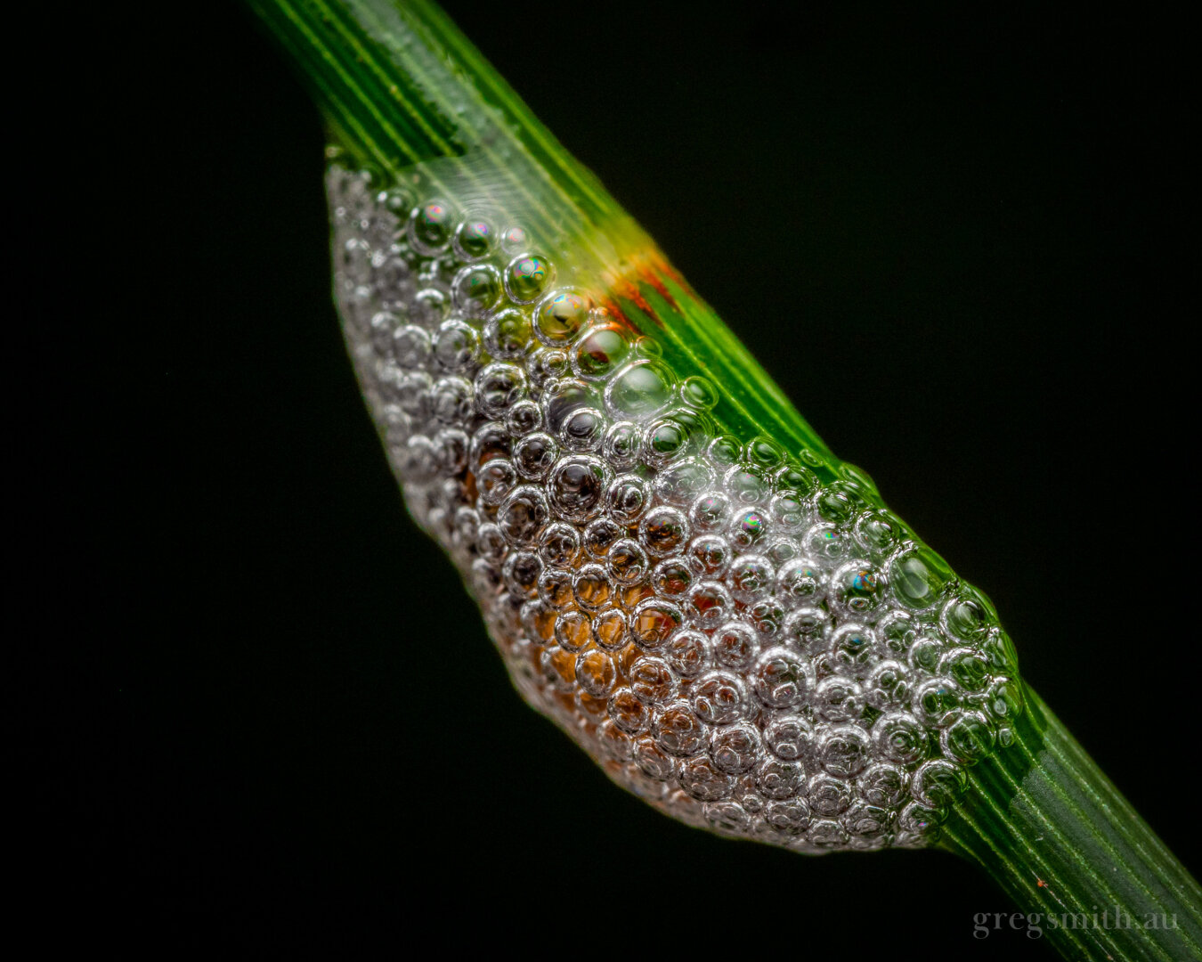 A spittle beetle nymph, covered in its own spittle, on a casuarina stem.