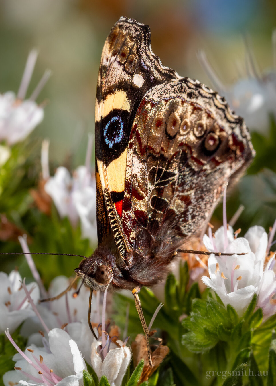 A Yellow Admiral butterfly, Vanessa itea, feeding from a white flower.