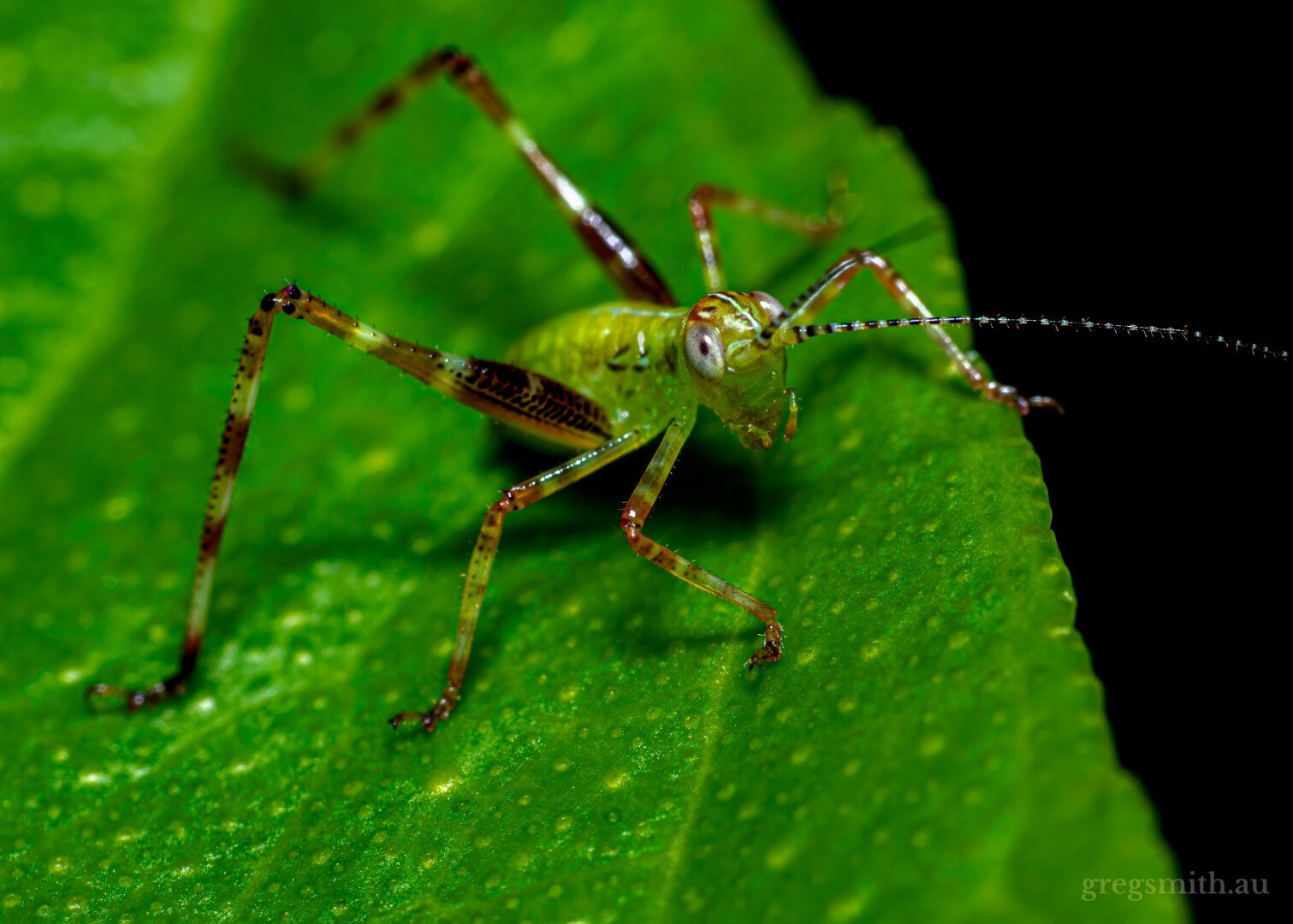 A common garden katydid nymph, Caedicia simplex, on a lime leaf.