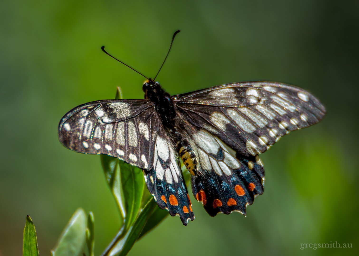 Dainty swallowtail butterfly, Papilio anactus, perched on some sticky hop bush (Dodonaea viscosa) leaves.