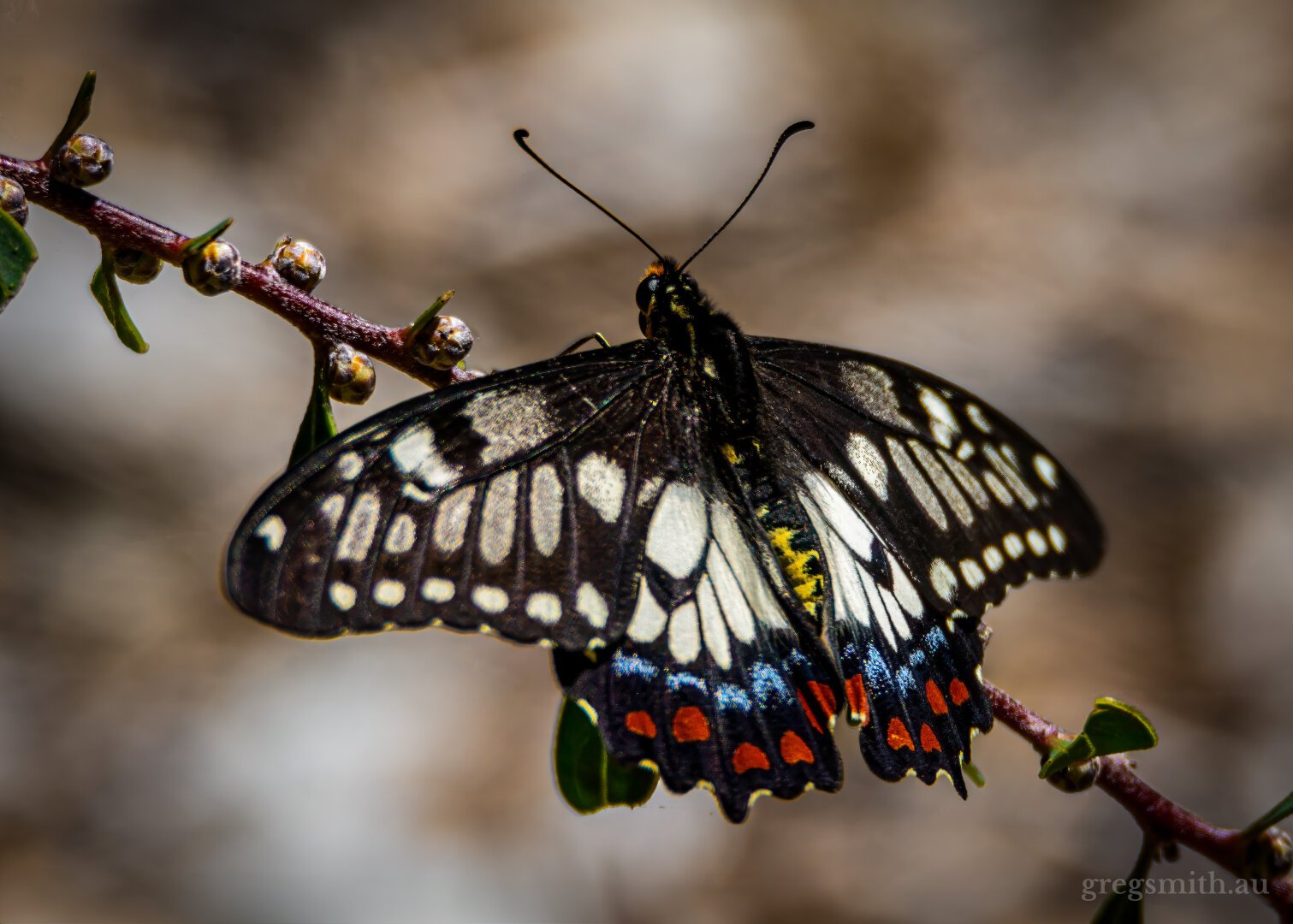 Dainty swallowtail butterfly, Papilio anactus, perched on a tree branch.