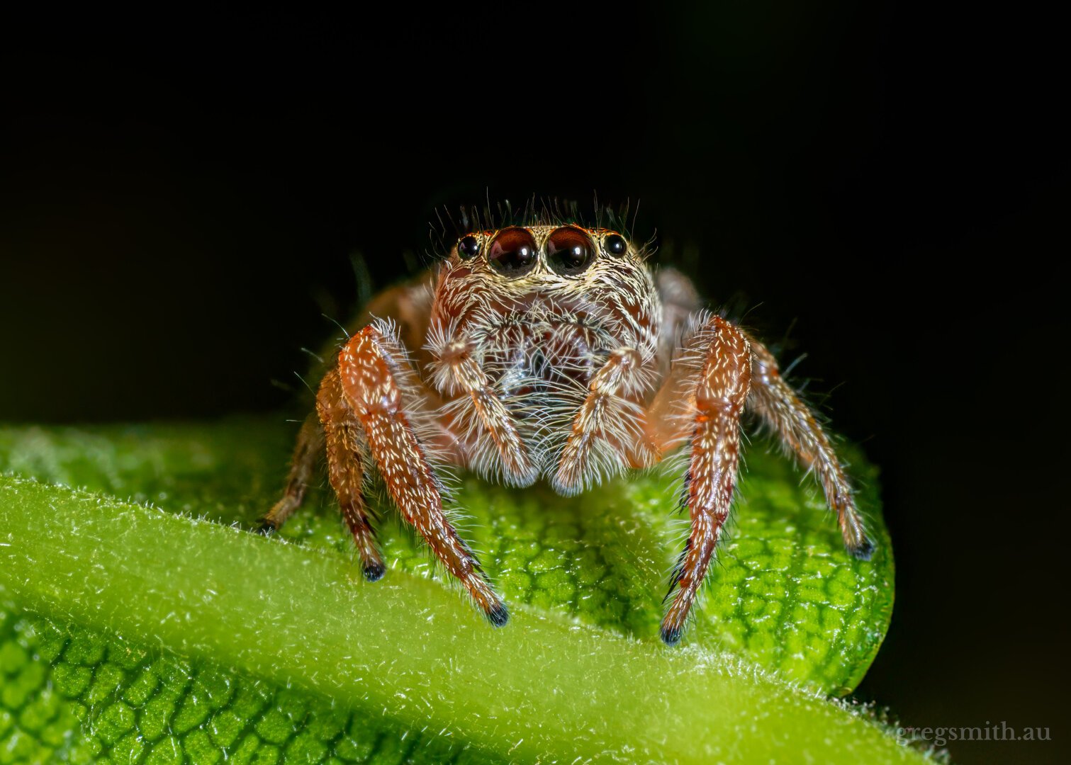 Portrait of a prince jumping spider, Opisthoncus nigrofemoratus,  sitting on a leaf.