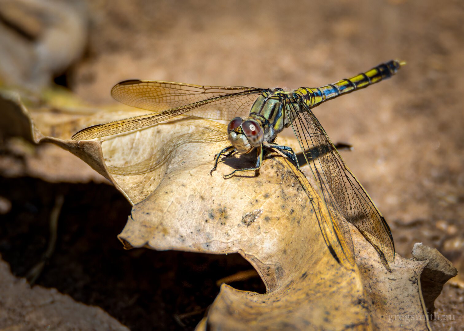 Blue skimmer, Orthetrum caledonicum, resting on a dead leaf with its wings below its body.