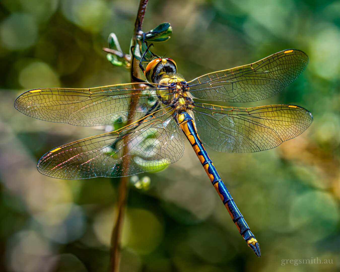 A female tau emerald dragonfly, Hemicordulia tau, clinging on to a leaf.
