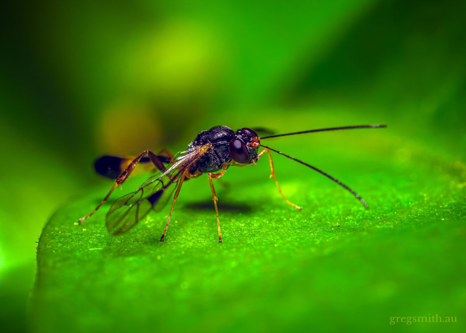 Some sort of parasitic wasp, Ichneumonoidea sp., on a leaf.