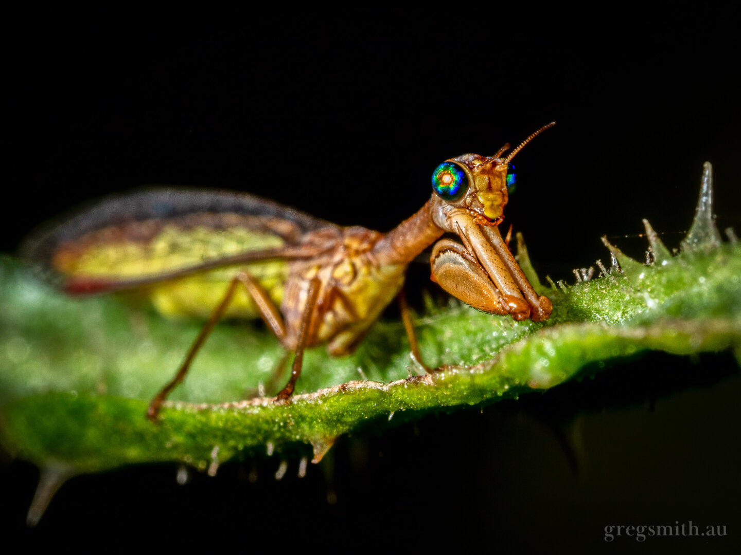 Closeup shot of a mantidfly (also referred to as a mantisfly or mantis lacewing), Campion sp., on a leaf, showing it's multicoloured eyes.