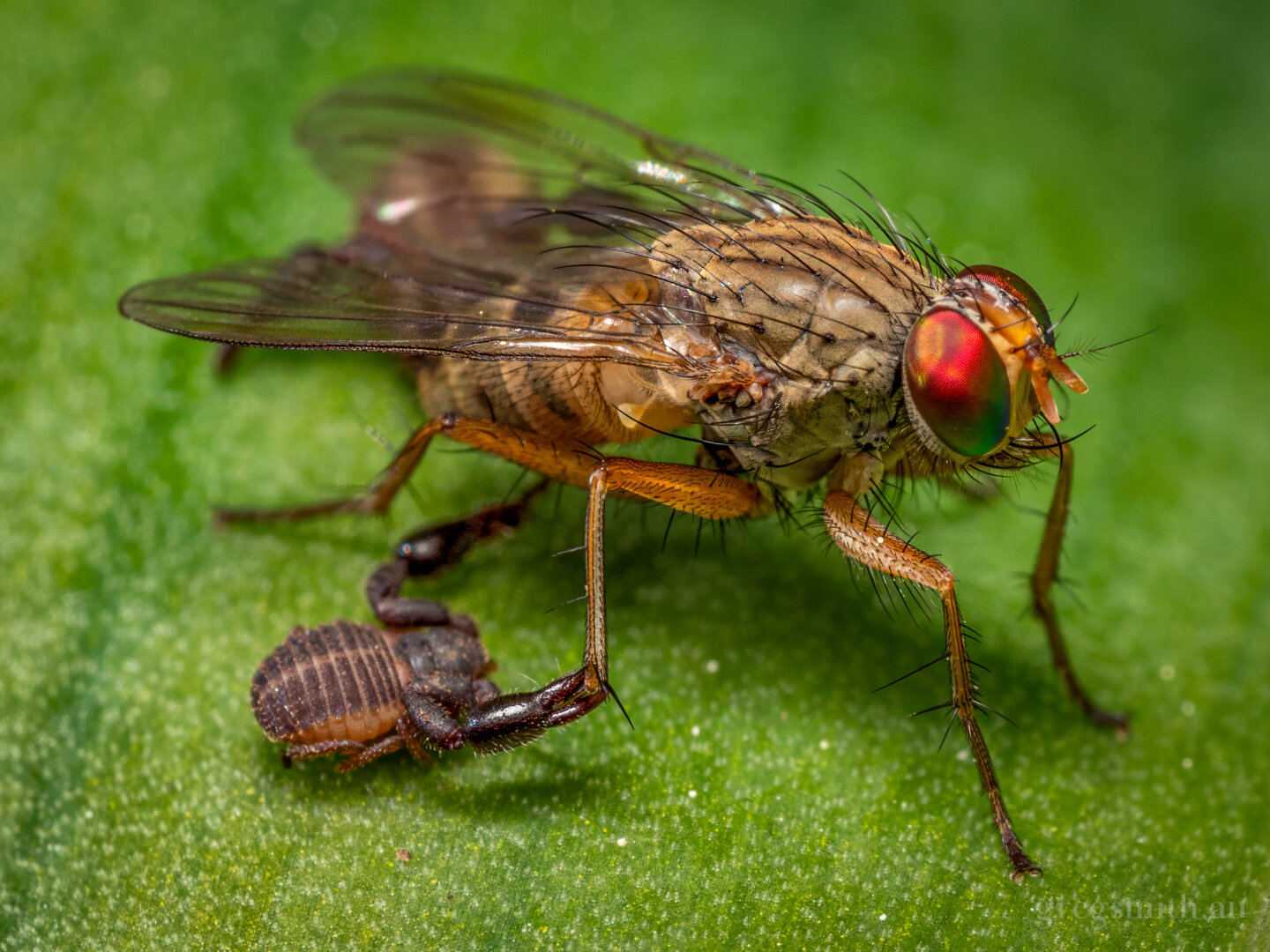 Closeup shot of two pseudoscorpions, Chernetini sp., grabbing on to a fly's legs to catch a free ride - an example of phoresis.
