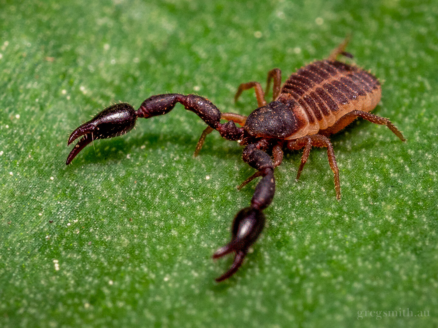 A super-tiny pseudoscorpion, Chernetini sp., on a leaf.