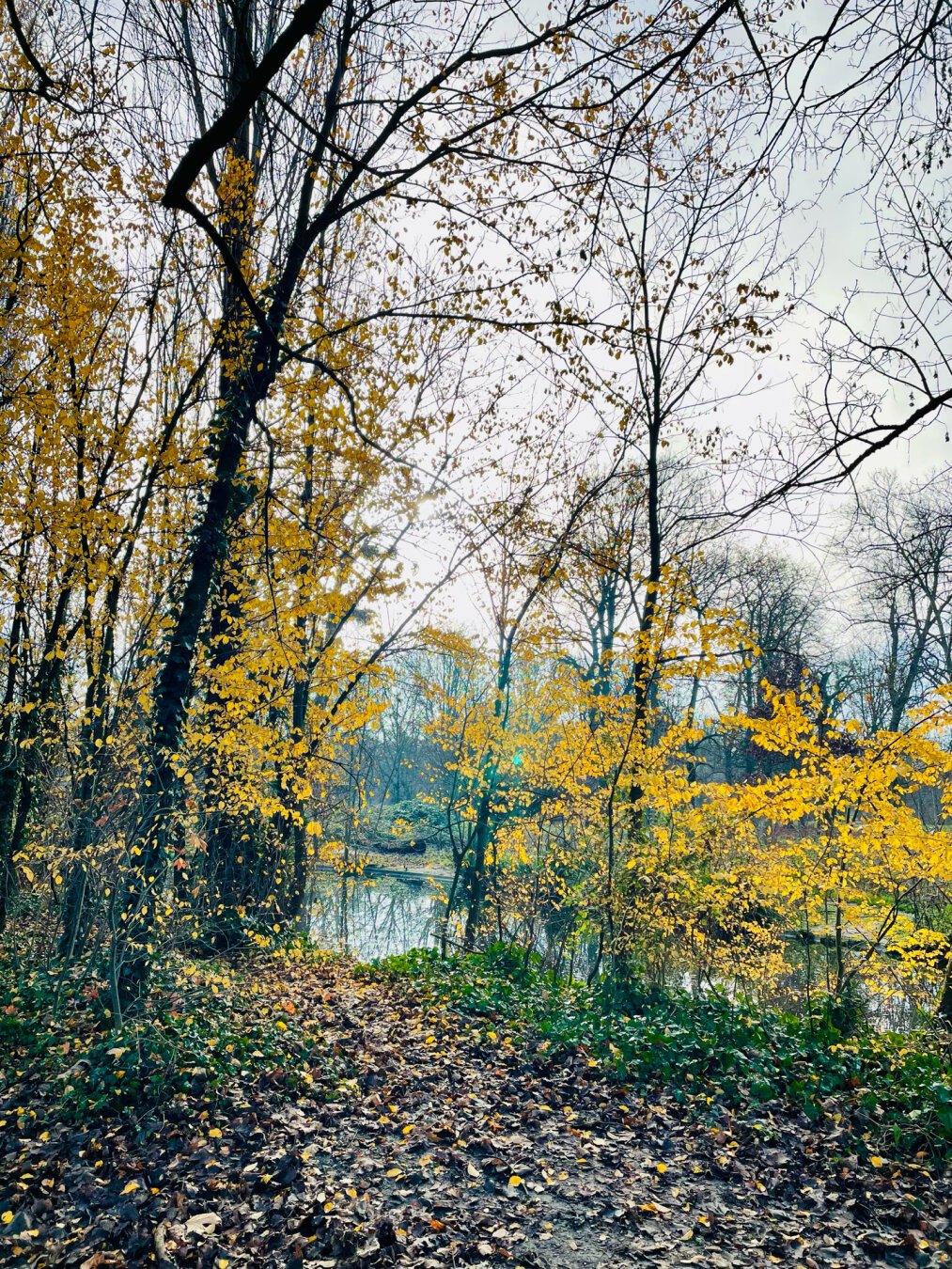 Autumn woodland scene with yellow leaves on trees and a ground covered in fallen leaves, overlooking a calm river.