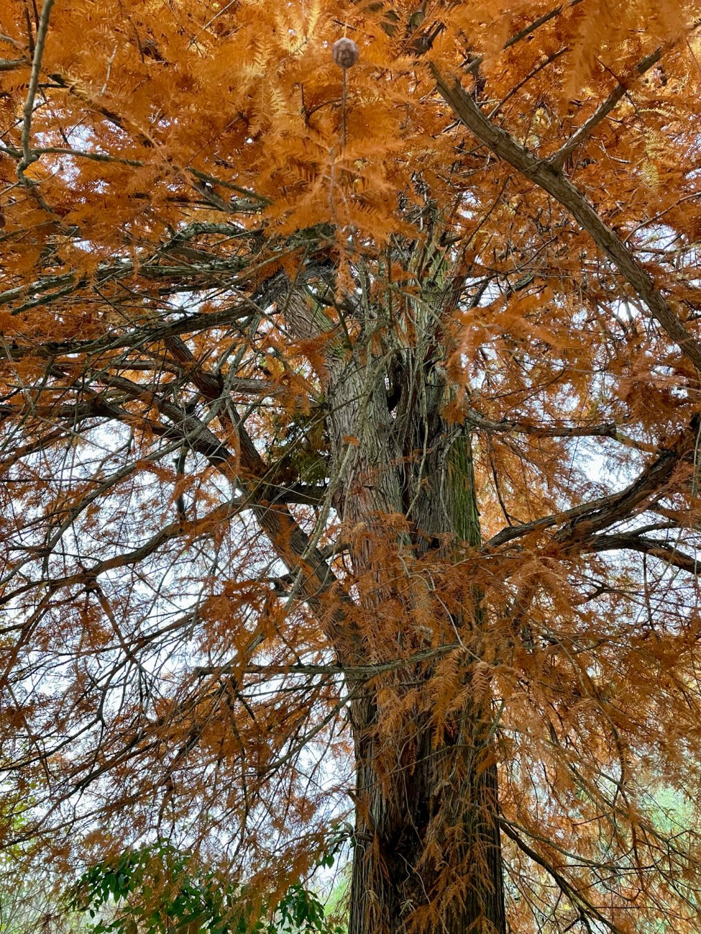 Un grand arbre à écorce grise, très probablement un pin. L’automne il dévient brunâtre, une couleur très belle dans la lumière du coucher de soleil. Il est tellement grand qu’on ne voit qu’une partie de ses branches.