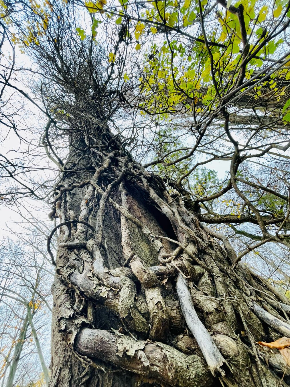 A very tall tree photographed from bottom up. An old companion dead ivy is still fixed on its trunk.