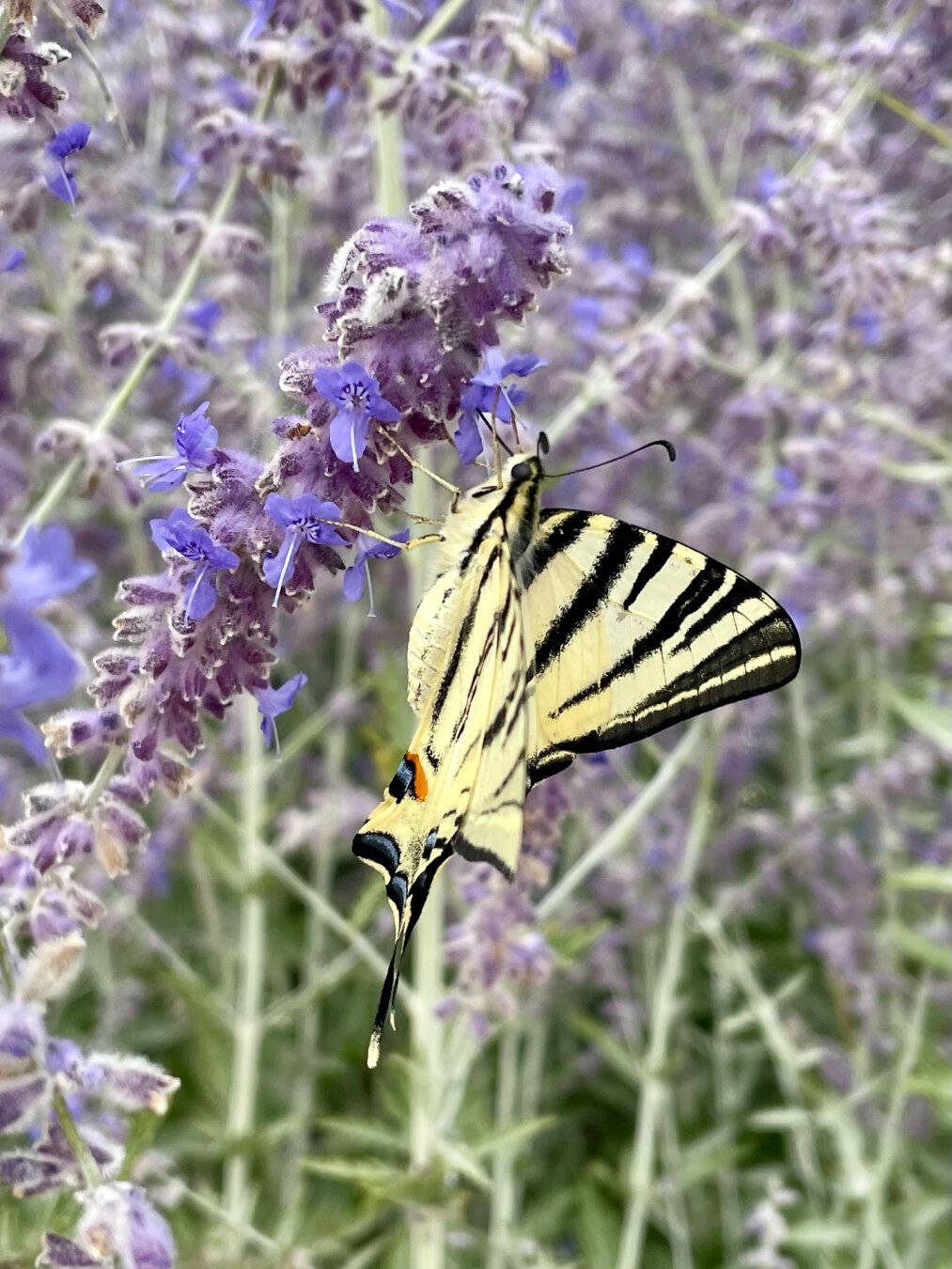 A beautiful butterfly eating some pollen on violet flowers. His wings are yellow with slim elegant black patterns